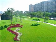 ������ƺ